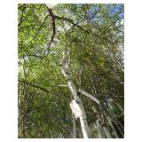 Whitespire Birch, with 2" caliper...