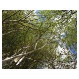 Whitespire Birch, with 2" caliper...