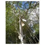 Whitespire Birch, with 2" caliper...