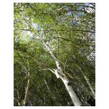 Whitespire Birch, with 2" caliper...