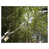 Whitespire Birch, with 2" caliper...