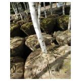 Whitespire Birch, with 2" caliper...