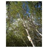 Whitespire Birch, with 2" caliper...