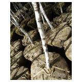 Whitespire Birch, with 2" caliper...