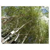 Whitespire Birch, with 2" caliper...