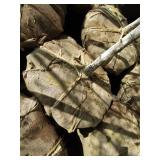 Whitespire Birch, with 2" caliper...