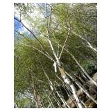 Whitespire Birch, with 2" caliper, ...