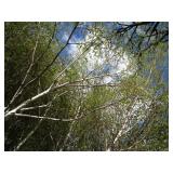 Whitespire Birch, with 2" caliper, ...
