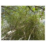 Whitespire Birch, with 2" caliper...