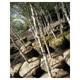 Whitespire Birch, with 2" caliper...