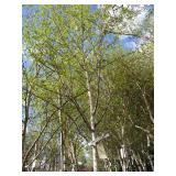 Whitespire Birch, with 2" caliper...