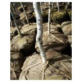 Whitespire Birch, with 2" caliper...