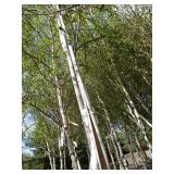 Whitespire Birch, with 2" caliper...
