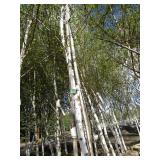 Whitespire Birch, with 2" caliper...