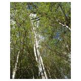 Whitespire Birch, with 2" caliper...