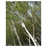 Whitespire Birch, with 2" caliper...