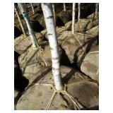 Whitespire Birch, with 2" caliper...