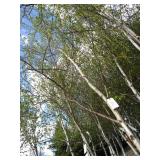 Whitespire Birch, with 2" caliper...