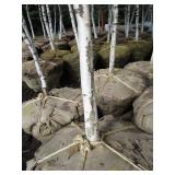 Whitespire Birch, with 2" caliper...
