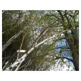 Whitespire Birch, with 2" caliper...