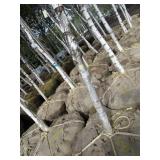Whitespire Birch, with 2" caliper...