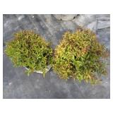 Spirea - Double Play Painted Lady, ...
