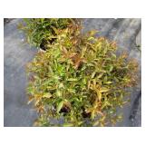 Spirea - Double Play Painted Lady, ...
