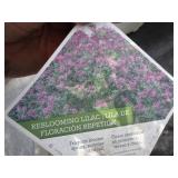 Boomerang Reblooming Lilac...