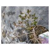 Boomerang Reblooming Lilac...