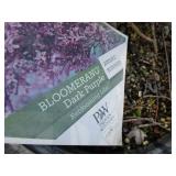 Boomerang Reblooming Lilac...