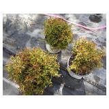 Spirea - Double Play Painted Lady, ...