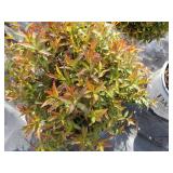 Spirea - Double Play Painted Lady, ...