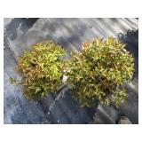Spirea - Double Play Painted Lady, ...