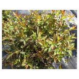Spirea - Double Play Painted Lady, ...