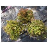 Spirea - Double Play Painted Lady, ...