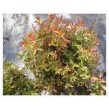 Spirea - Double Play Painted Lady, ...