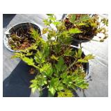 Astillbe, qty 3...