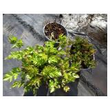 Astillbe, qty 3...