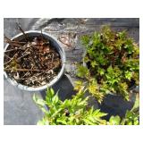 Astillbe, qty 3...