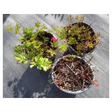 Astillbe, qty 3...