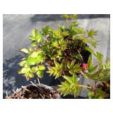 Astillbe, qty 3...