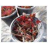 Astillbe, qty 3...