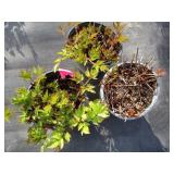 Astillbe, qty 3...