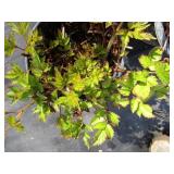 Astillbe, qty 3...