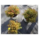 Spirea - Double Play Painted Lady, ...