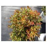 Spirea - Double Play Painted Lady, ...