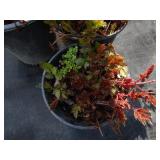 Astillbe, qty 3...