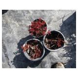 Astillbe, qty 3
