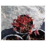 Astillbe, qty 3