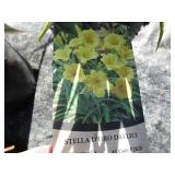 Stella Doro Lilly, qty 3...